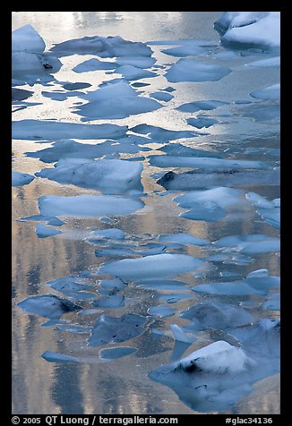 Blue icebergs floating on reflections of rock wall, late afternoon. Glacier National Park, Montana, USA.