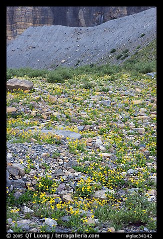 Alpine wildflowers. Glacier National Park, Montana, USA.
