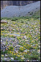 Alpine wildflowers. Glacier National Park ( color)