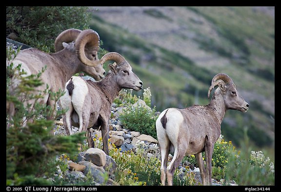 Three Bighorn sheep. Glacier National Park (color)