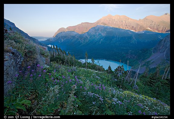 Alpine wildflowers, Grinnell Lake, and Allen Mountain, sunset. Glacier National Park (color)