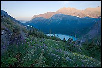 Alpine wildflowers, Grinnell Lake, and Allen Mountain, sunset. Glacier National Park, Montana, USA.
