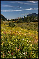 Wildflower meadow, Logan Pass, early morning. Glacier National Park ( color)