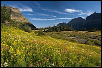 Alpine meadow with wildflowers, Logan Pass, morning. Glacier National Park, Montana, USA.