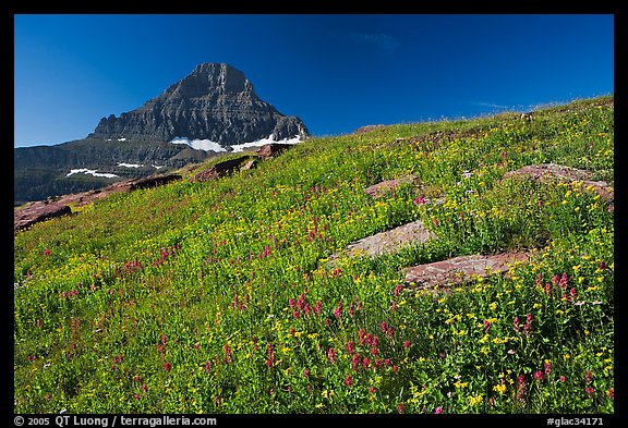 Alpine wildflowers and Reynolds Mountain, Logan Pass, morning. Glacier National Park (color)