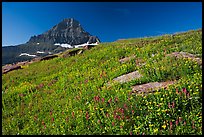Alpine wildflowers and Reynolds Mountain, Logan Pass, morning. Glacier National Park, Montana, USA.