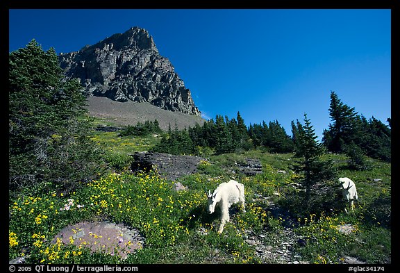 Mountain goats in wildflower meadow below Clemens Mountain, Logan Pass. Glacier National Park, Montana, USA.