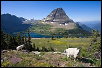 Mountain goats, Hidden Lake, Bearhat Mountain. Glacier National Park, Montana, USA. (color)