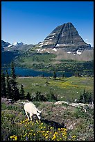 Young mountain goat, with Hidden Lake and Bearhat Mountain in the background. Glacier National Park, Montana, USA. (color)
