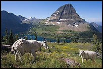 Mountain goat and kid, Hidden Lake and Bearhat Mountain in the background. Glacier National Park, Montana, USA. (color)