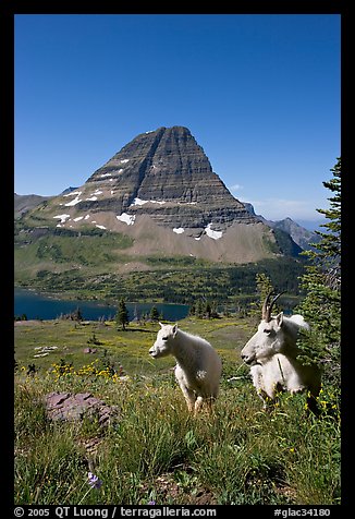 Mountain goats, Hidden Lake and Bearhat Mountain behind. Glacier National Park (color)