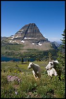 Mountain goats, Hidden Lake and Bearhat Mountain behind. Glacier National Park, Montana, USA. (color)