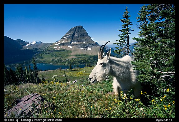 Mountain goat, Hidden Lake and Bearhat Mountain behind. Glacier National Park, Montana, USA.