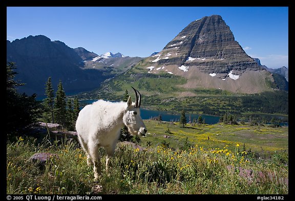 Mountain goat, Hidden Lake and Bearhat Mountain. Glacier National Park (color)