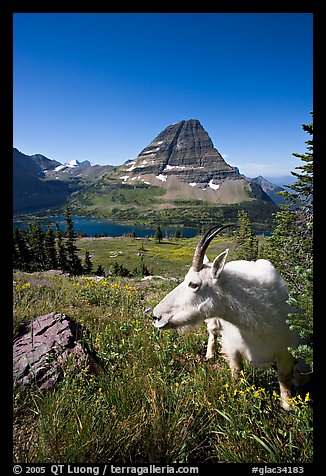 Mountain goat seen at close range near Hidden Lake overlook. Glacier National Park (color)