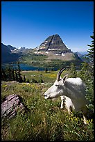 Mountain goat seen at close range near Hidden Lake overlook. Glacier National Park, Montana, USA. (color)
