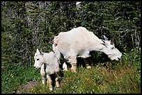 Mountain goat and kid. Glacier National Park, Montana, USA. (color)