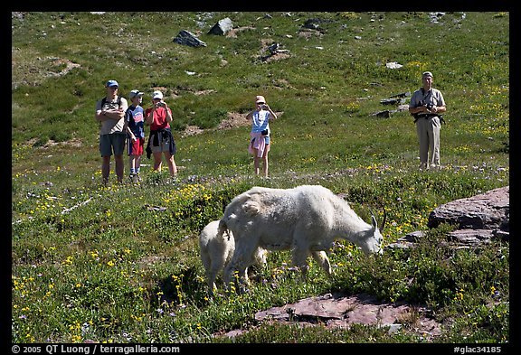 Hikers watching mountains goats near Logan Pass. Glacier National Park, Montana, USA.