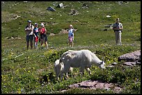 Hikers watching mountains goats near Logan Pass. Glacier National Park, Montana, USA. (color)