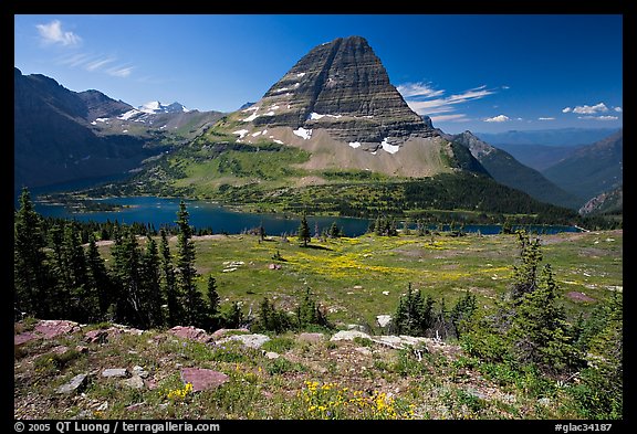 Meadows with alpine wildflowers, Hidden Lake and Bearhat Mountain behind. Glacier National Park, Montana, USA.