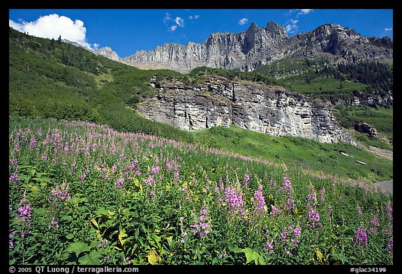 Fireweed below the Garden Wall. Glacier National Park (color)