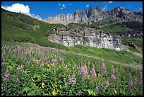 Fireweed below the Garden Wall. Glacier National Park, Montana, USA. (color)