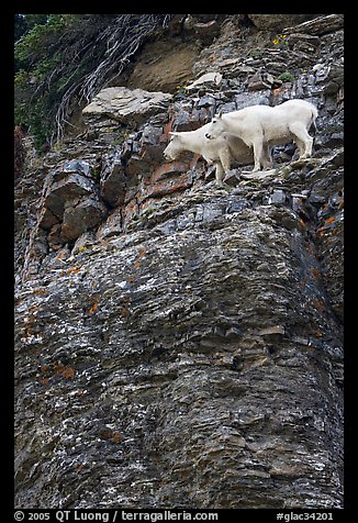 Mountain goats high on a ledge. Glacier National Park, Montana, USA.