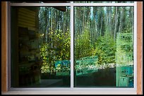Forest, Apgar visitor center window reflexion. Glacier National Park ( color)