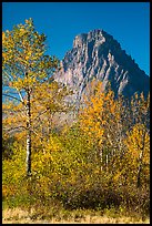 Autumn foliage and Rising Wolf Mountain. Glacier National Park ( color)