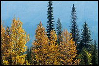 Trees in autumn foliage and firs. Glacier National Park ( color)