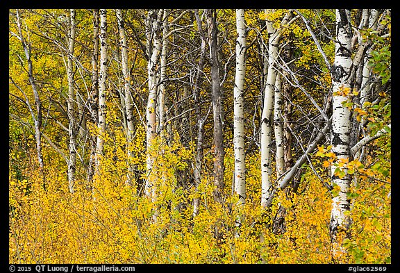 Forest in autumn, Saint Mary. Glacier National Park, Montana, USA.