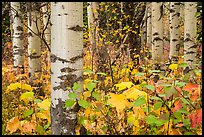 Undergrowth and aspen in autum. Glacier National Park, Montana, USA.