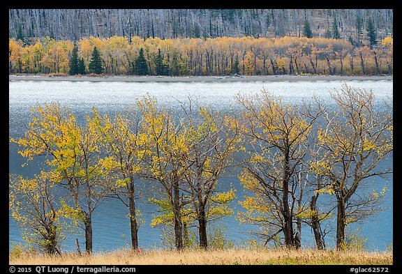 Trees in autumn foliage on both shores of Saint Mary Lake. Glacier National Park (color)