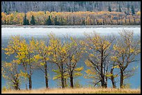 Trees in autumn foliage on both shores of Saint Mary Lake. Glacier National Park, Montana, USA.