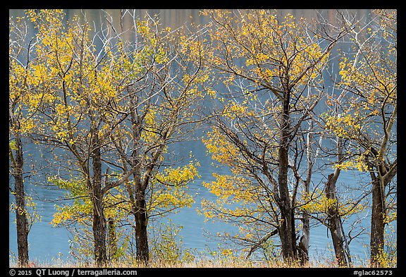 Cottonwoods in autumn colors, Saint Mary Lake. Glacier National Park (color)