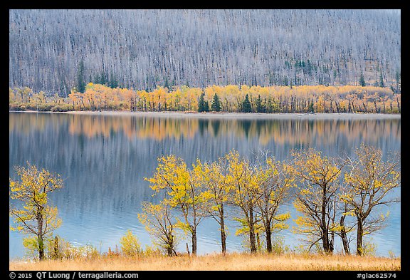 Trees in autumn foliage, burned forest, and reflections, Saint Mary Lake. Glacier National Park, Montana, USA.