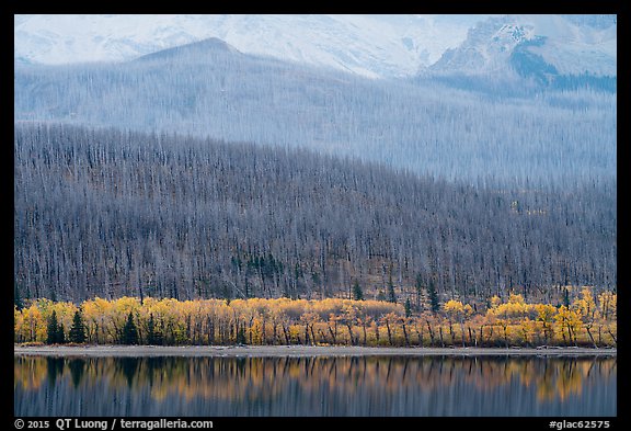 Hills with burned forest above lakeshore with autumn foliage, Saint Mary Lake. Glacier National Park (color)