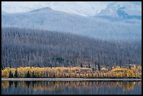 Hills with burned forest above lakeshore with autumn foliage, Saint Mary Lake. Glacier National Park ( color)
