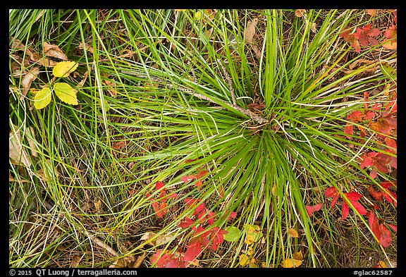 Close-up of forest floor with grasses and shrubs in autumn. Glacier National Park, Montana, USA.