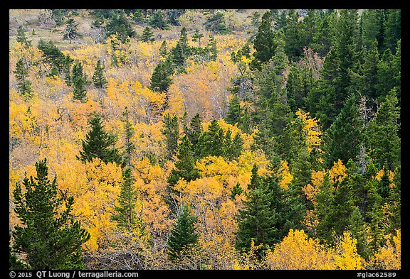 Deciduous trees and conifers in autumn. Glacier National Park (color)