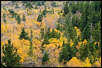 Deciduous trees and conifers in autumn. Glacier National Park ( color)