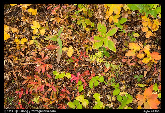 Close-up of forest floor with colorful shurbs in autumn. Glacier National Park (color)
