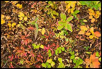 Close-up of forest floor with colorful shurbs in autumn. Glacier National Park, Montana, USA.