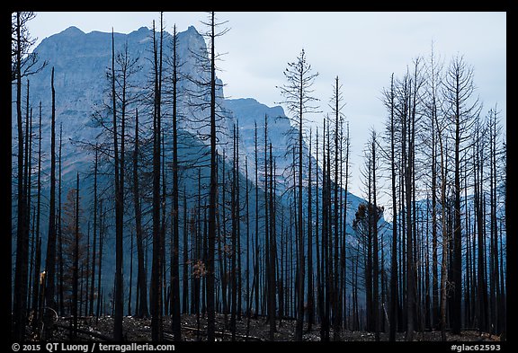 Burned forest from 2015 wildfire and peaks. Glacier National Park, Montana, USA.