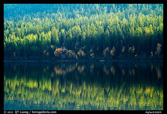 Conifer forest with autumn color accents and reflection, Bowman Lake. Glacier National Park (color)
