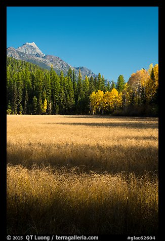 Meadow in autumn, North Fork. Glacier National Park, Montana, USA.