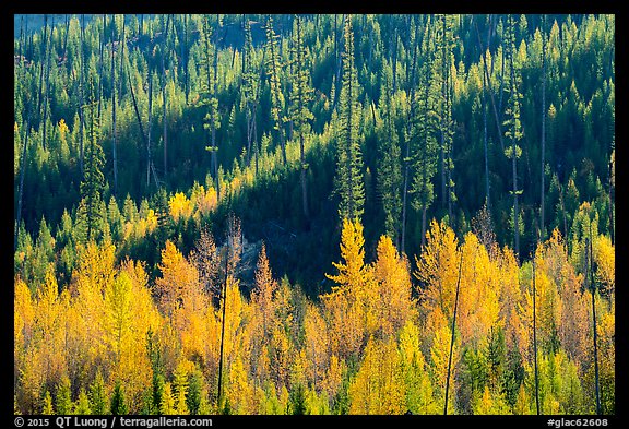 Aspen in autumn foliage and forested hillside, North Fork. Glacier National Park (color)