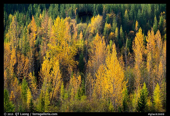 Leaves of aspen in autum foliage glow in backlight, North Fork. Glacier National Park (color)