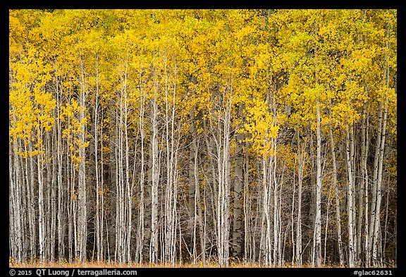 Dense aspen grove autumn, North Fork. Glacier National Park (color)