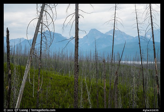 Recovering burned forest from 2007 wildfire. Glacier National Park (color)